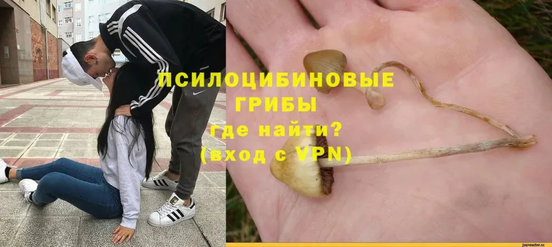 Галлюциногенные грибы Psilocybine cubensis  Инсар 